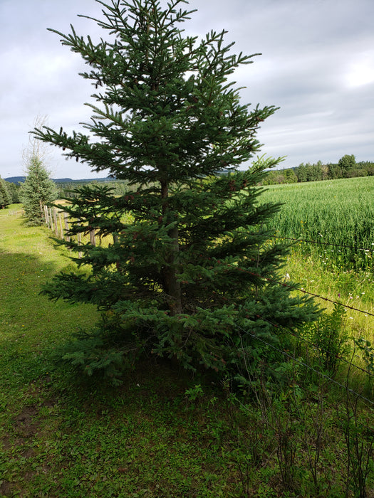 Our "Free Range" Organic Christmas Trees!